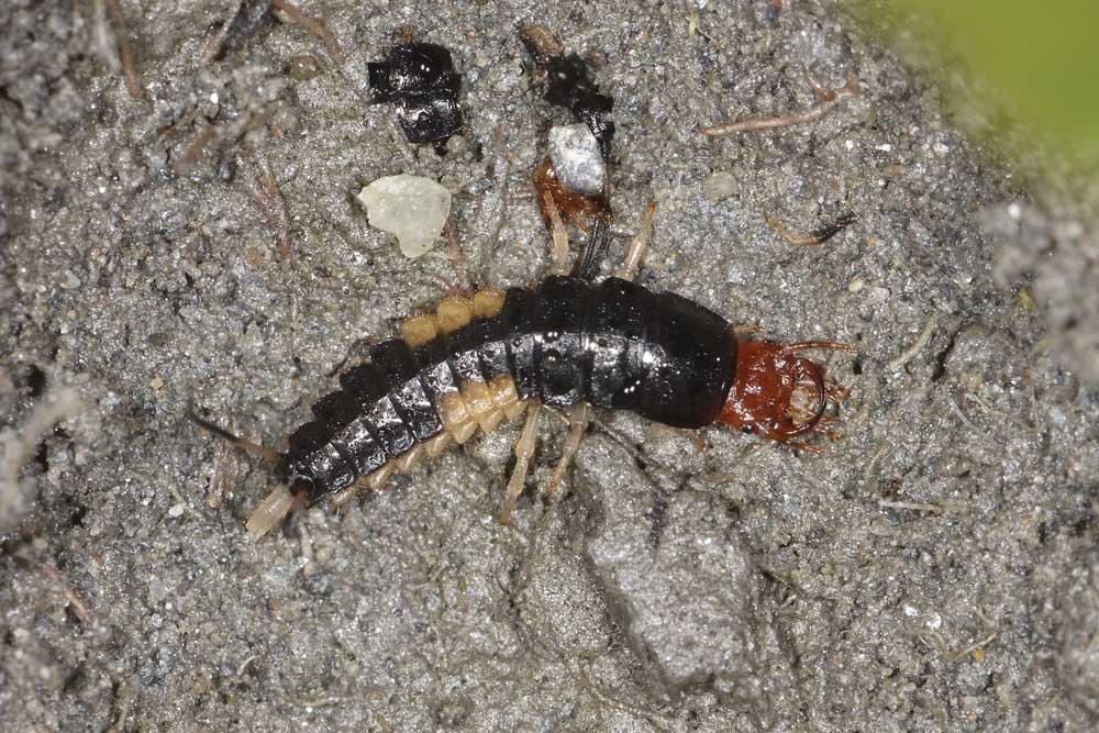 Larva di Carabidae: Chlaenius sp., forse C. velutinus